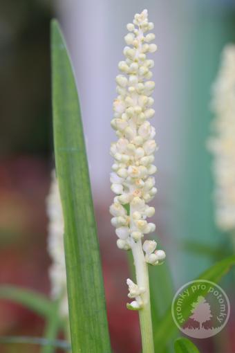 Liriope / Podzimní modřenec Monroe White