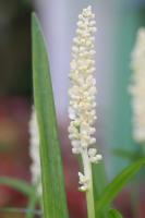 Liriope / Podzimní modřenec Monroe White
