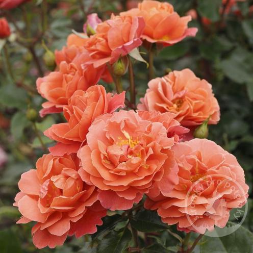 Theodor Fontane růže