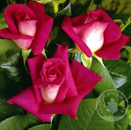 Acapella - velkokvětá růže