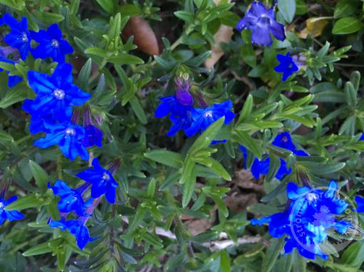 Kamejka Heavenly Blue