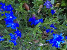 Kamejka Heavenly Blue