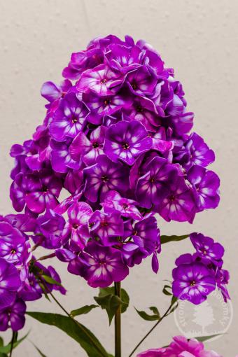 Plaménka latnatá Flame Violet Charm