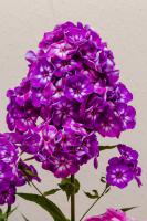 Plaménka latnatá Flame Violet Charm