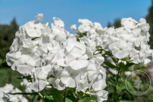 Plaménka latnatá Famous White