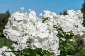 Plaménka latnatá Famous White