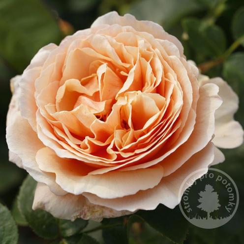 Růže velkokvětá - čajohybrid Tropicana