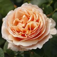 Tropicana růže velkokvětá čajohybrid