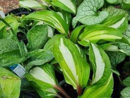 Hosta / Bohyška Raspberry Sundae