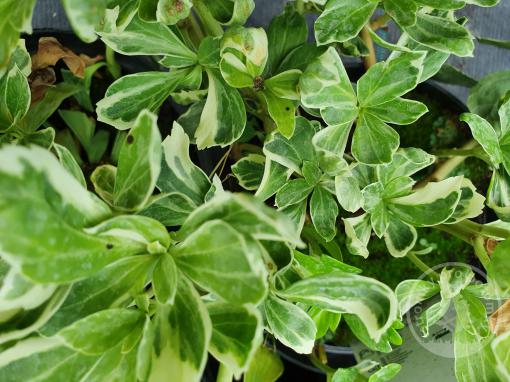 Tlustonitník klasnatý / Pachysandra /Variegata - Novinka 2022