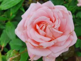 Růže anglická Nelly Renaisance