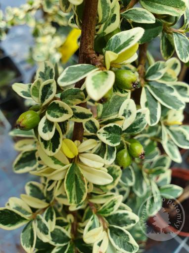 Skalník Juliette - kmínek 100cm