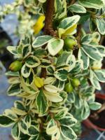 Skalník Juliette - kmínek 100cm