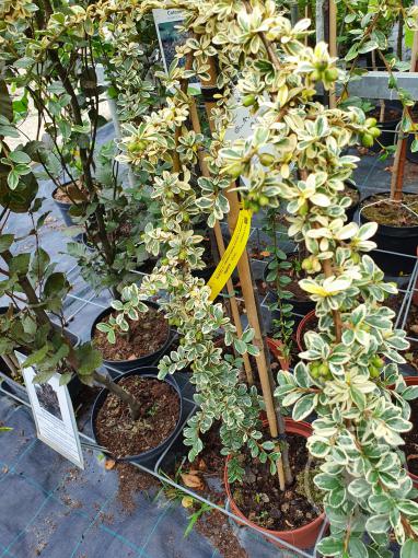 Skalník Juliette - kmínek 100cm