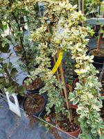 Skalník Juliette - kmínek 100cm