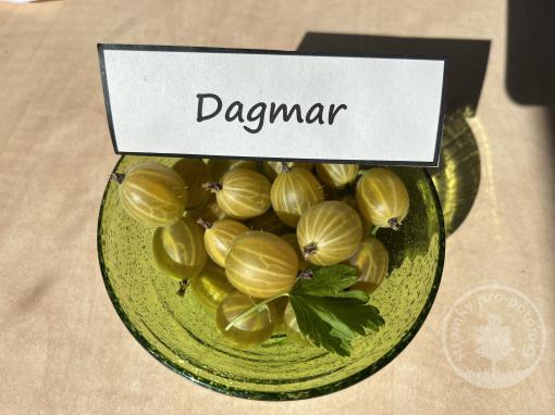 Angrešt Dagmar (stromkový)
