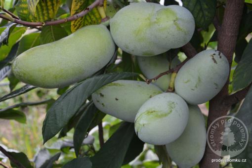 Paw paw Lynns' Favoritte, banán severu Asimina triloba