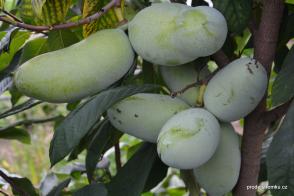 Paw paw Lynns' Favoritte, banán severu Asimina triloba
