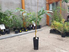 Paw paw Lynns' Favoritte, banán severu Asimina triloba
