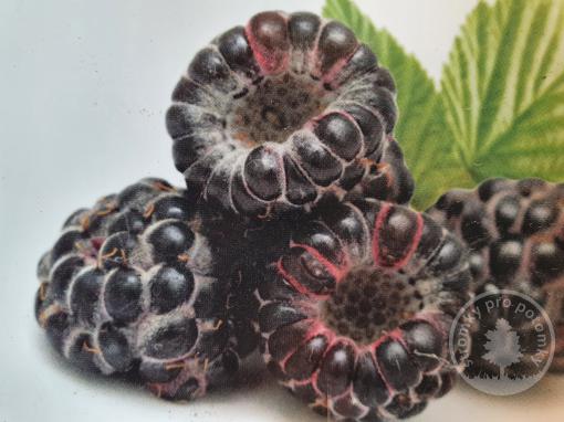 Black Polka malina