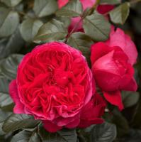 Deep Love pnoucí růže