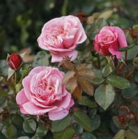 Wildberry velkokvětá růže - Novinka 2023