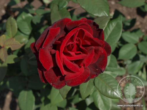 Dominica - velkokvětá růže - Novinka 2023