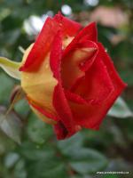Ketchup and Mustard růže floribunda - Novinka 2023