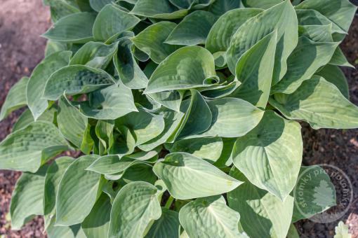 Hosta - Bohyška Blue Cadet - Novinka 2023