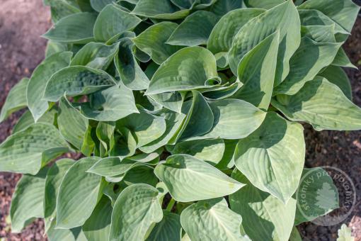 Hosta - Bohyška Blue Cadet