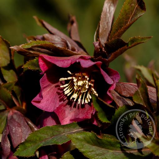 Čemeřice Ice n´ Roses Brunello