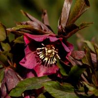 Čemeřice Ice n´ Roses Brunello