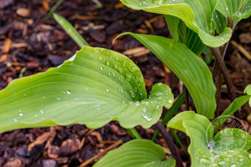Hosta-Bohyška Red October - Novinka 2023