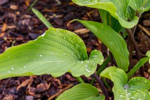 Hosta-Bohyška Red October - Novinka 2023