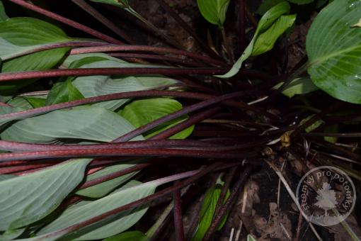 Hosta-Bohyška Red October - Novinka 2023