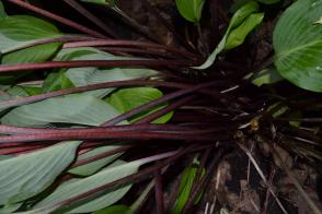 Hosta-Bohyška Red October - Novinka 2023