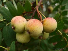 Oskeruše - Sorbus domestica