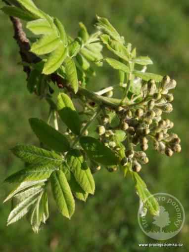 Oskeruše - Sorbus domestica