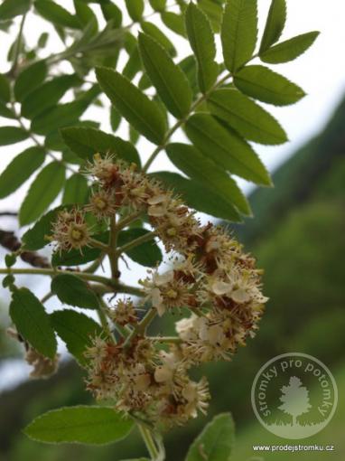 Oskeruše - Sorbus domestica