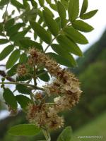 Oskeruše - Sorbus domestica