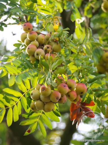 Oskeruše - Sorbus domestica