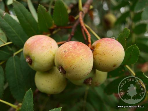 Oskeruše - Sorbus domestica