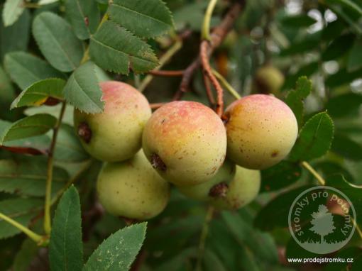 Oskeruše - Sorbus domestica