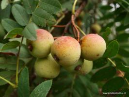 Oskeruše - Sorbus domestica