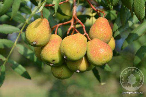 Oskeruše - Sorbus domestica