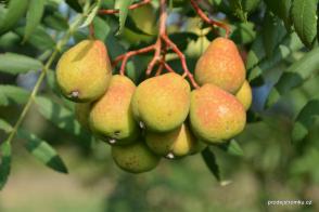 Oskeruše - Sorbus domestica