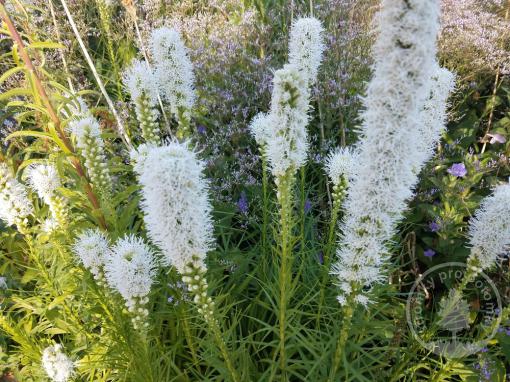 Šuškarda Floristan White