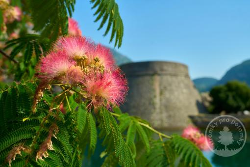 Albizie julibrissin  Rouge de Tuilière