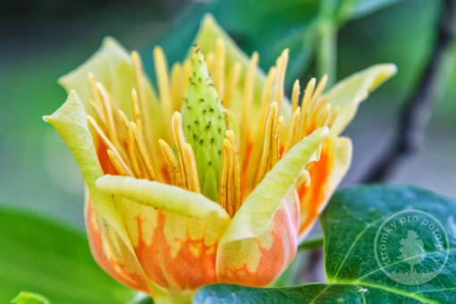 Lyriovník tulipánokvětý Globosa - Novinka 2023