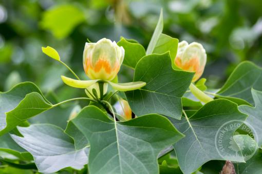 Lyriovník tulipánokvětý Globosa - Novinka 2023